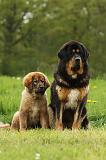 DOGUE DU TIBET 817